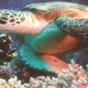 Meet your Posher, Noreen